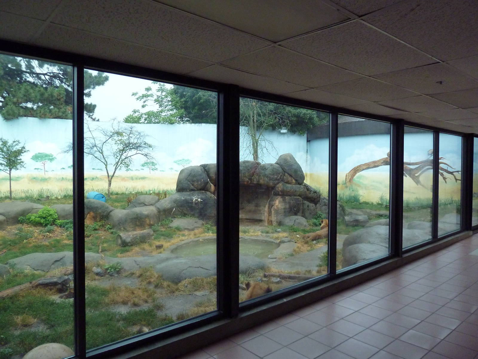 Social Building - Lion Exhibit