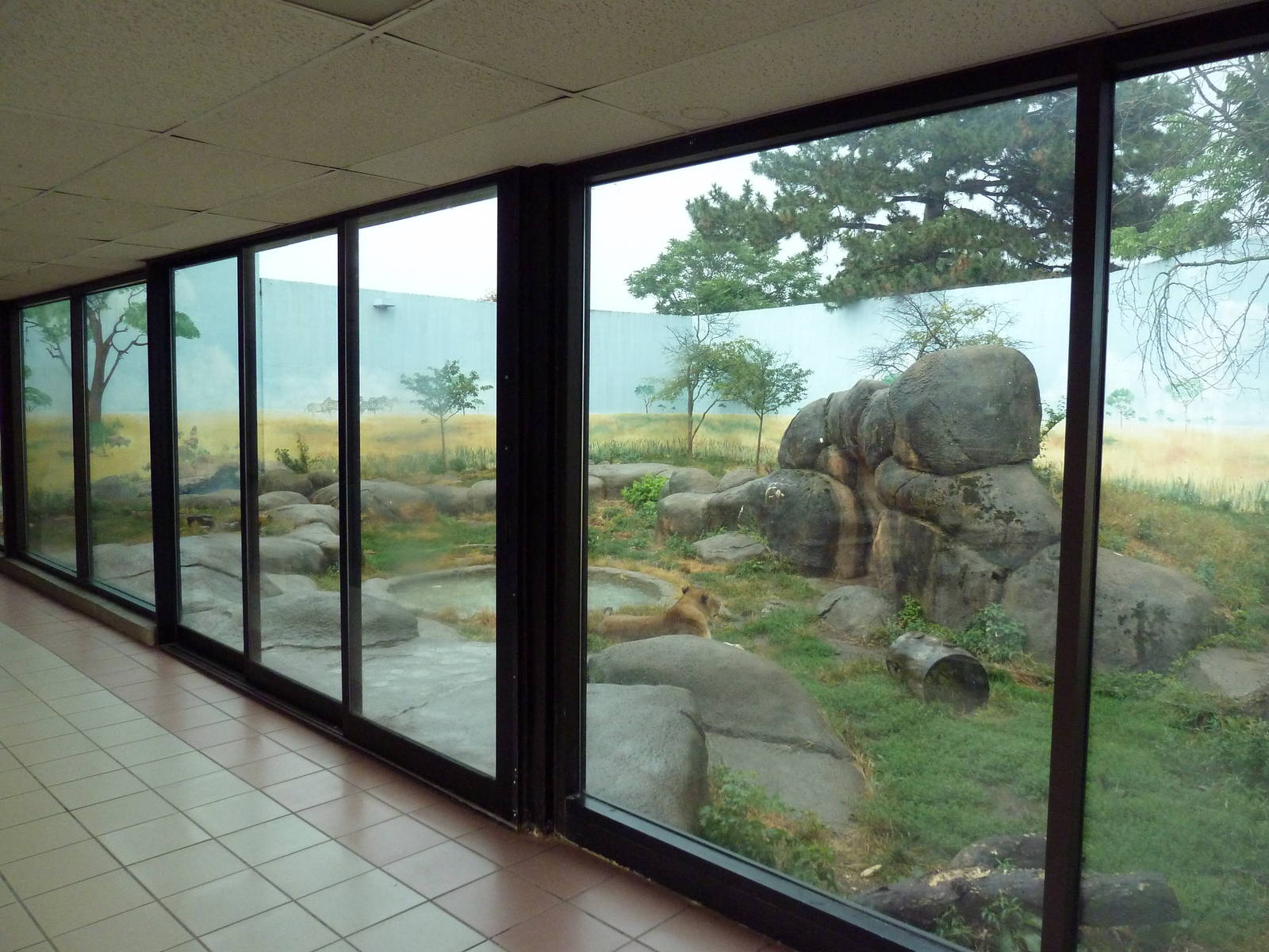 Social Building - Lion Exhibit