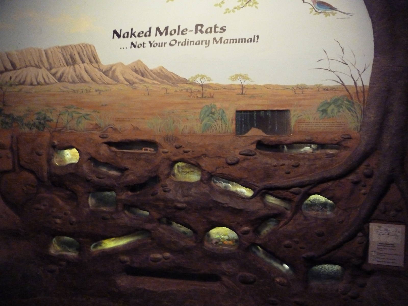 Social Building - Naked Mole Rat Exhibit