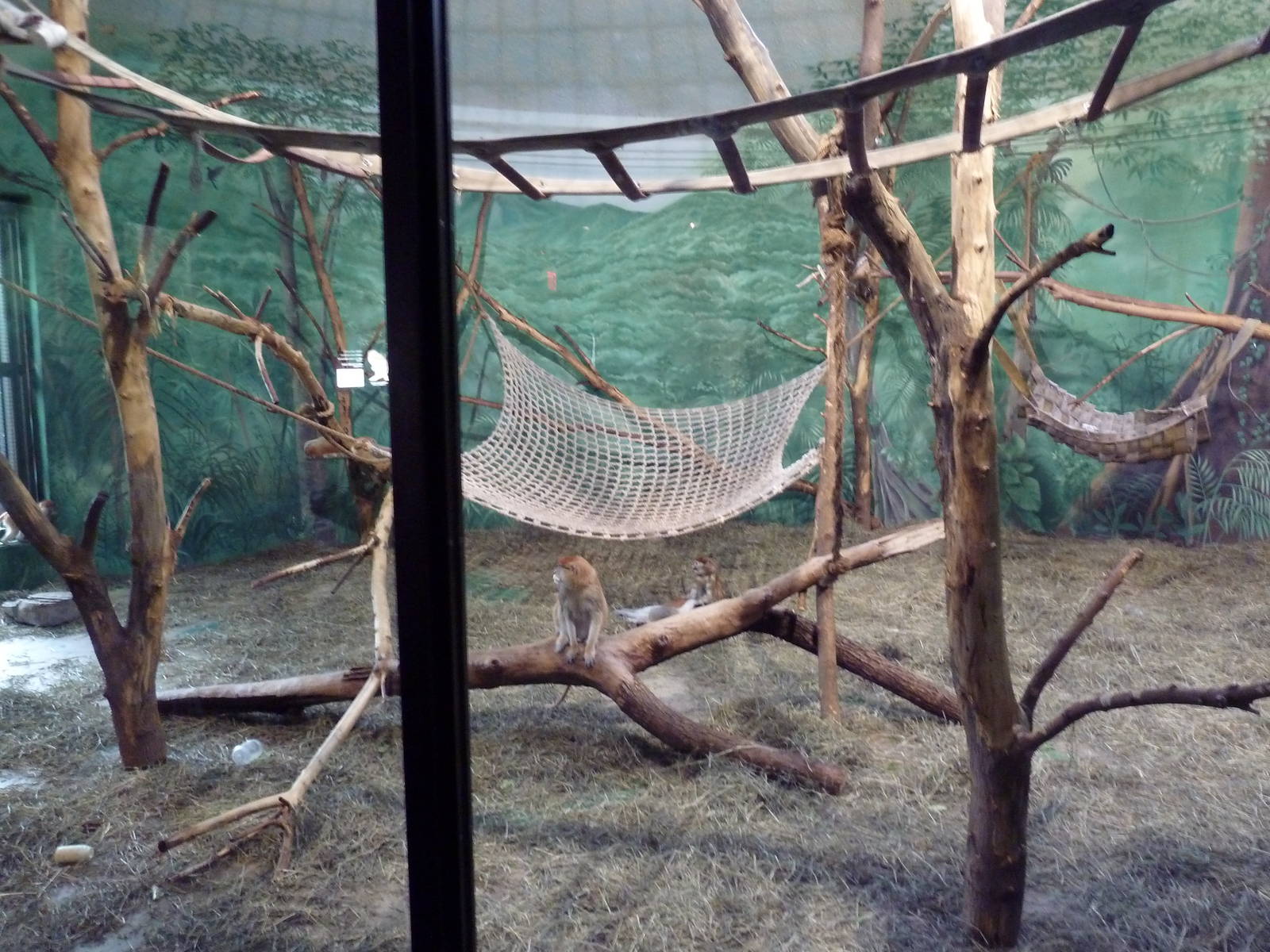 Social Building - Patas Monkey Exhibit