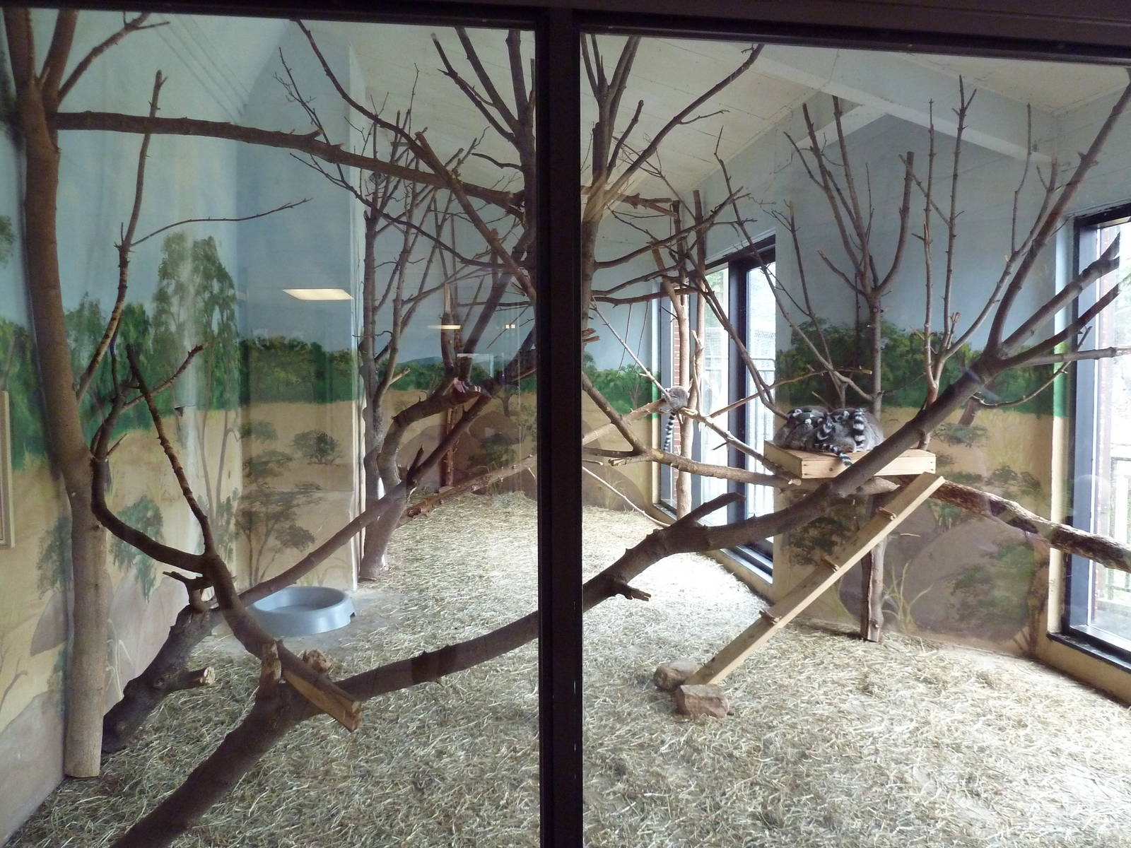 Social Building - Ring-Tailed Lemur Exhibit