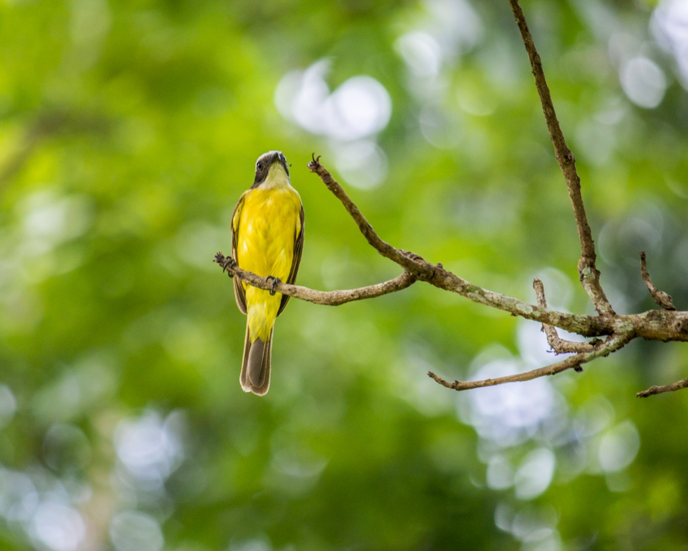Social flycatcher, Myiozetetes similis