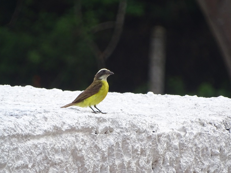 Social flycatcher (Myiozetetes similis)
