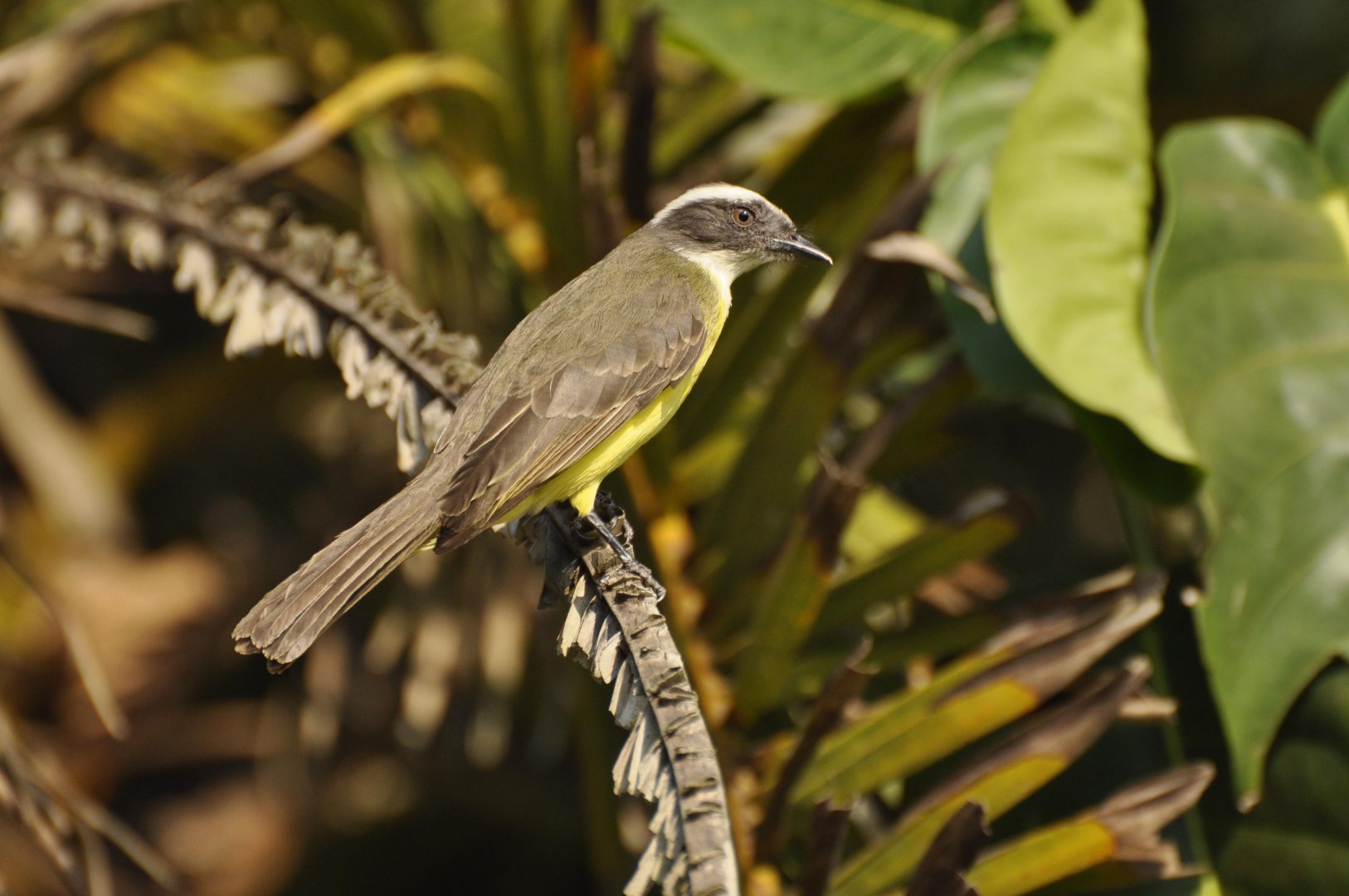 Social flycatcher (Myiozetetes similis)