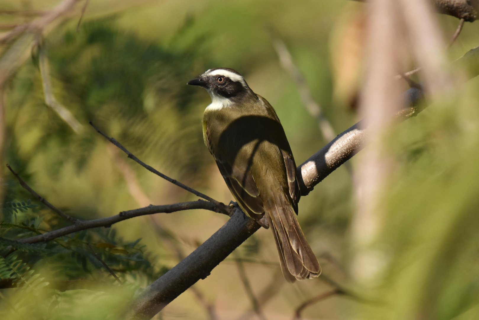 Social flycatcher (Myiozetetes similis)