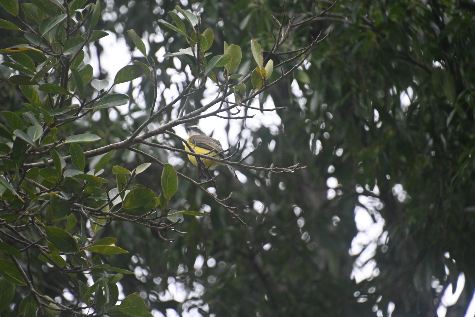Social flycatcher (Myiozetetes similis)