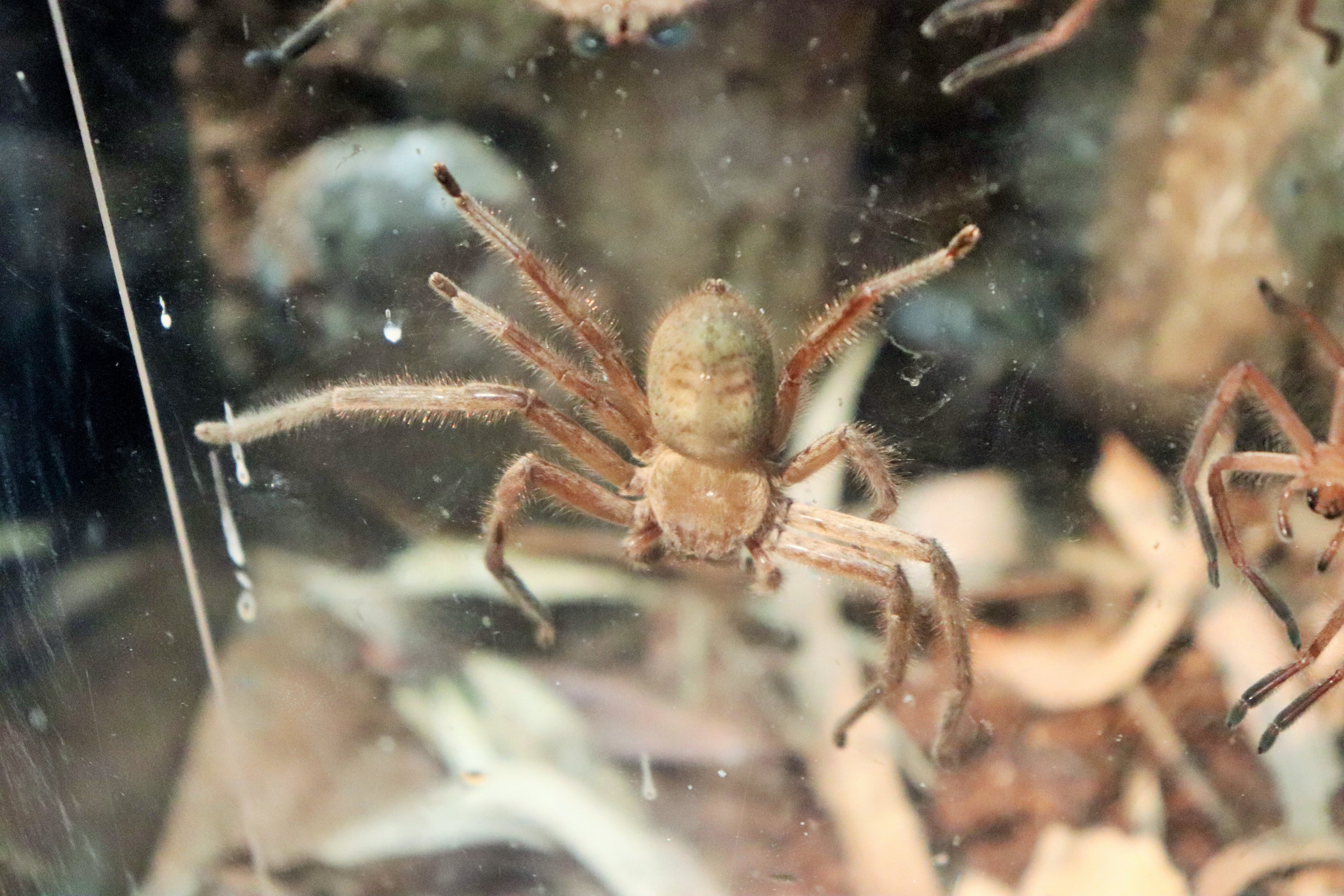 Social Huntsman Spider (Delena cancerides)