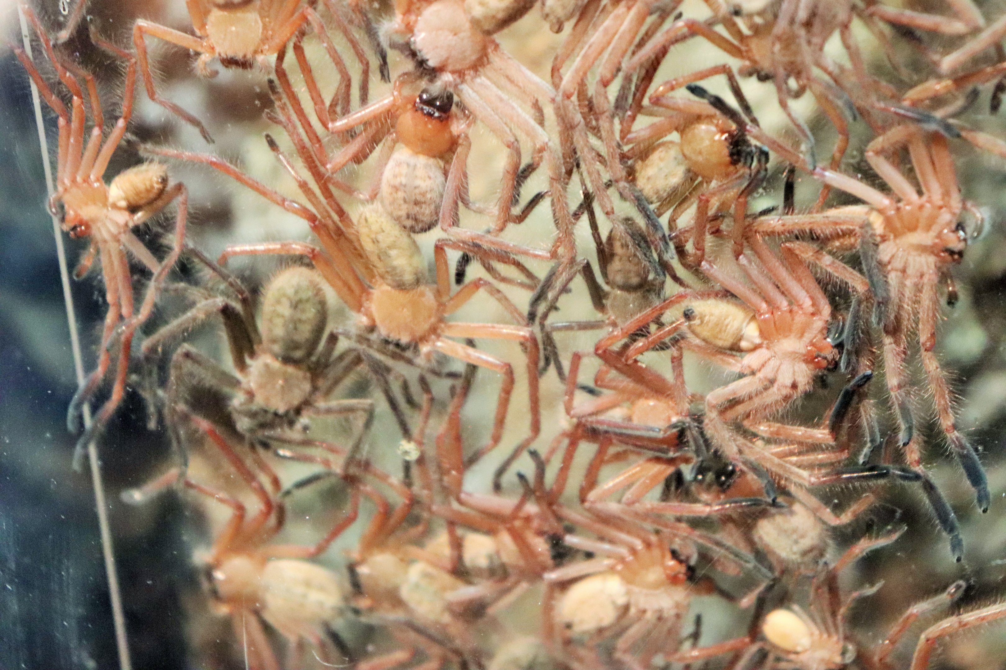 Social Huntsman Spiders (Delena cancerides)