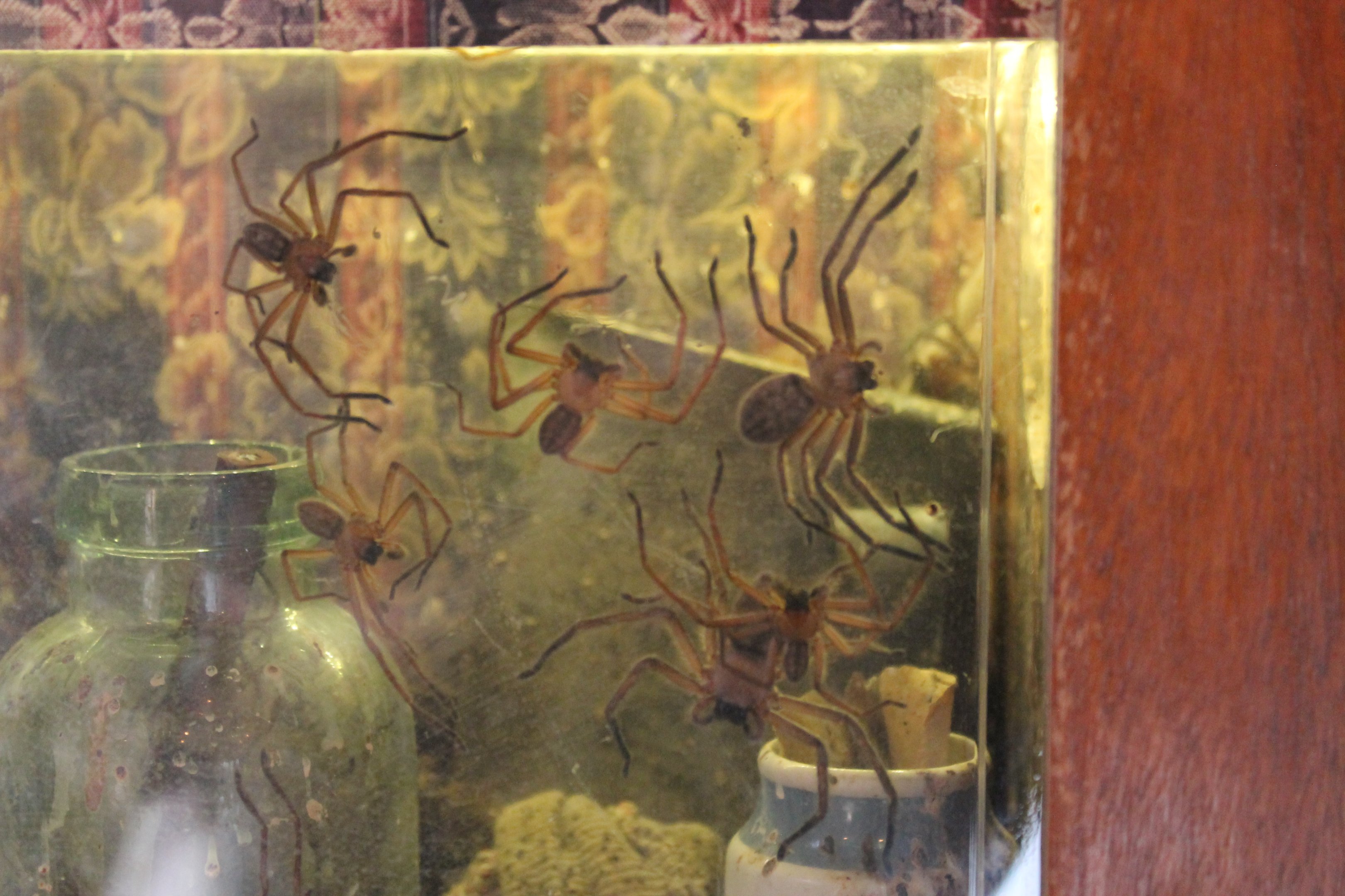 Social Huntsman Spiders (Delena cancerides)