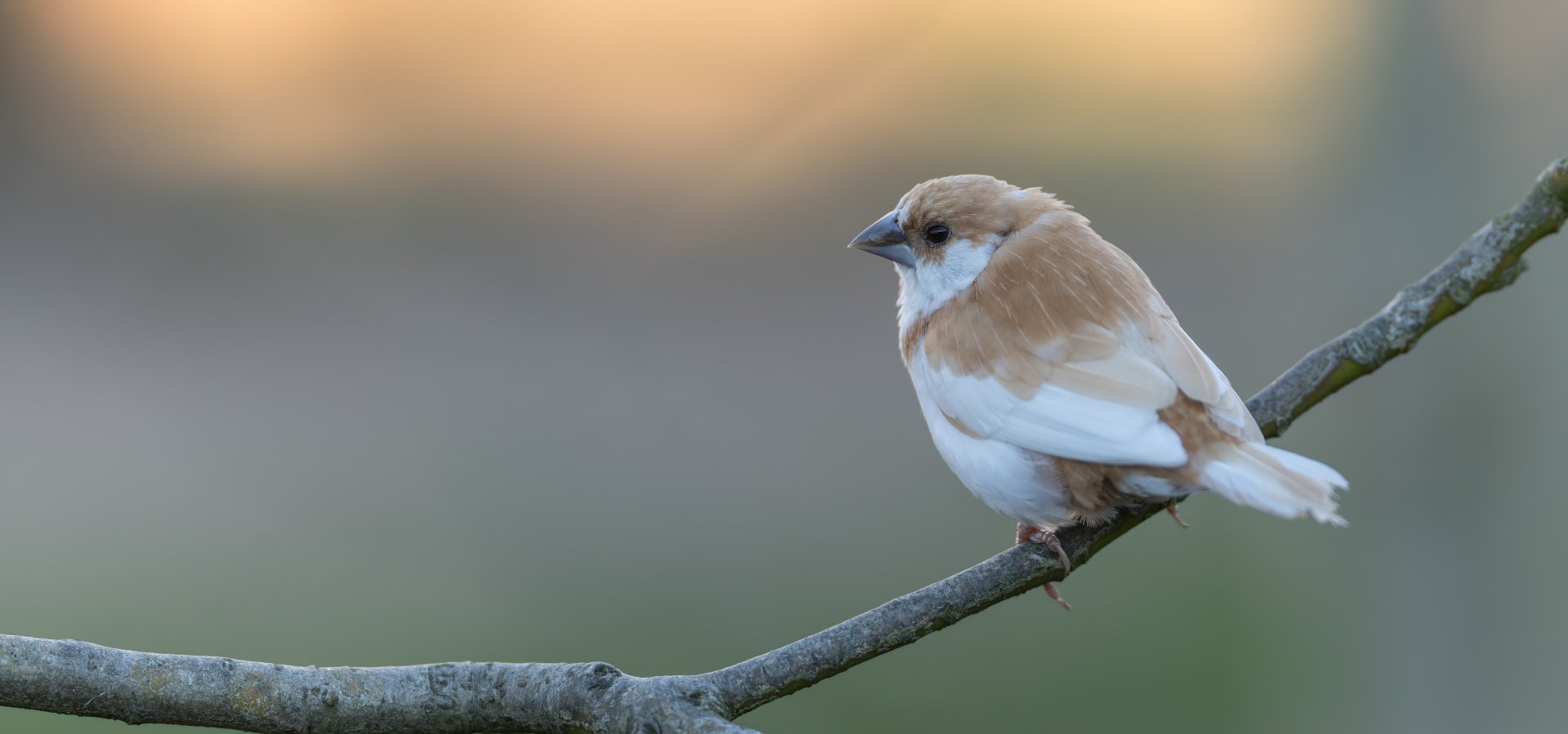 Society finch, Twycross, UK