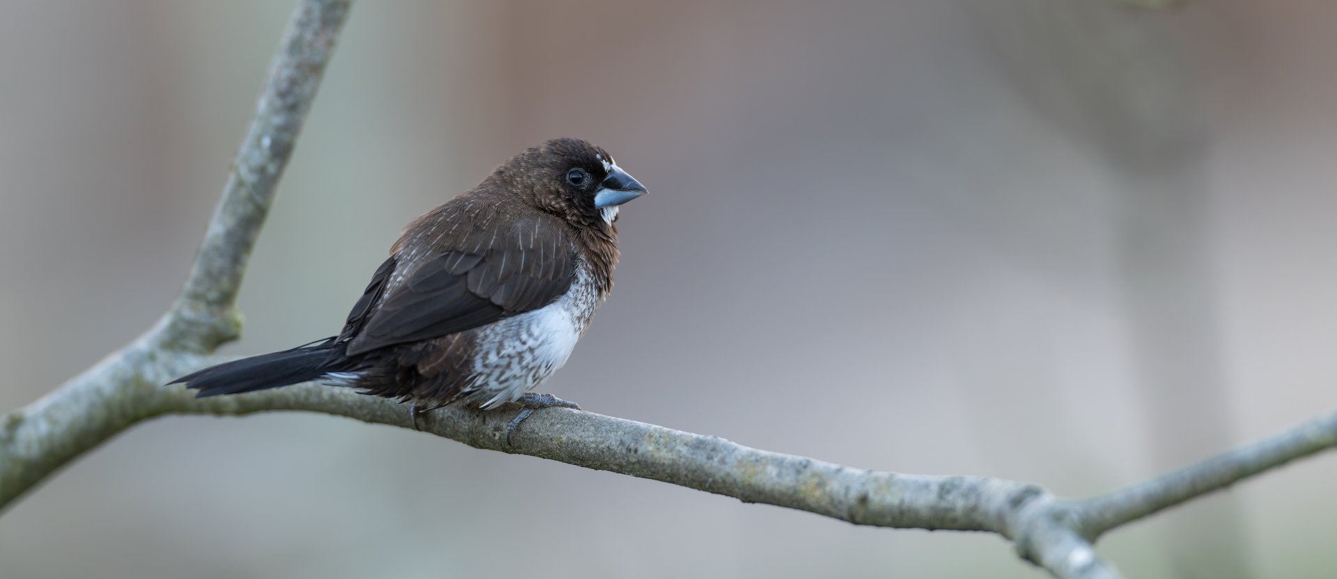 Society finch, Twycross, UK