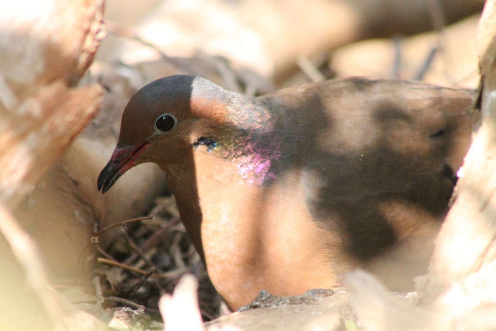Socoro dove at the nest