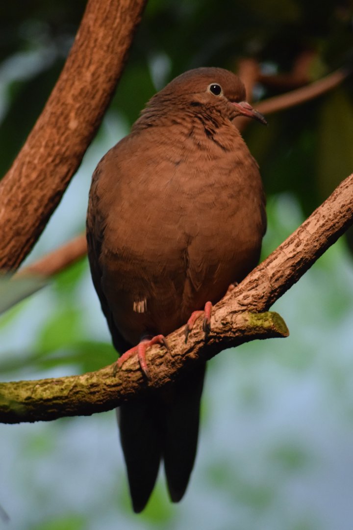 Socorro dove, 25.10.2019