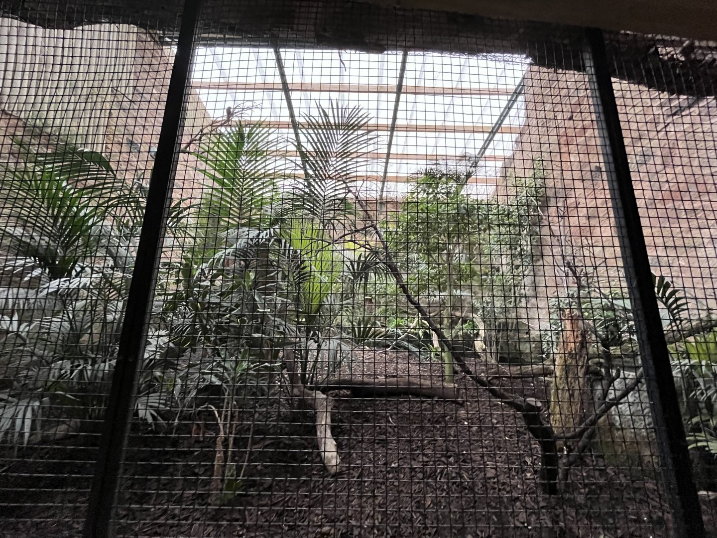 Socorro dove and Collared trogopan aviary 29.6.24