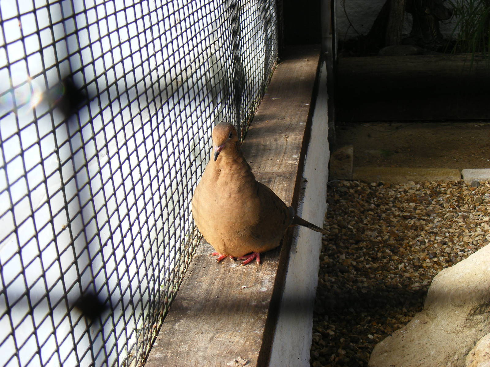 Socorro dove at Paultons Park, 2 October 2011
