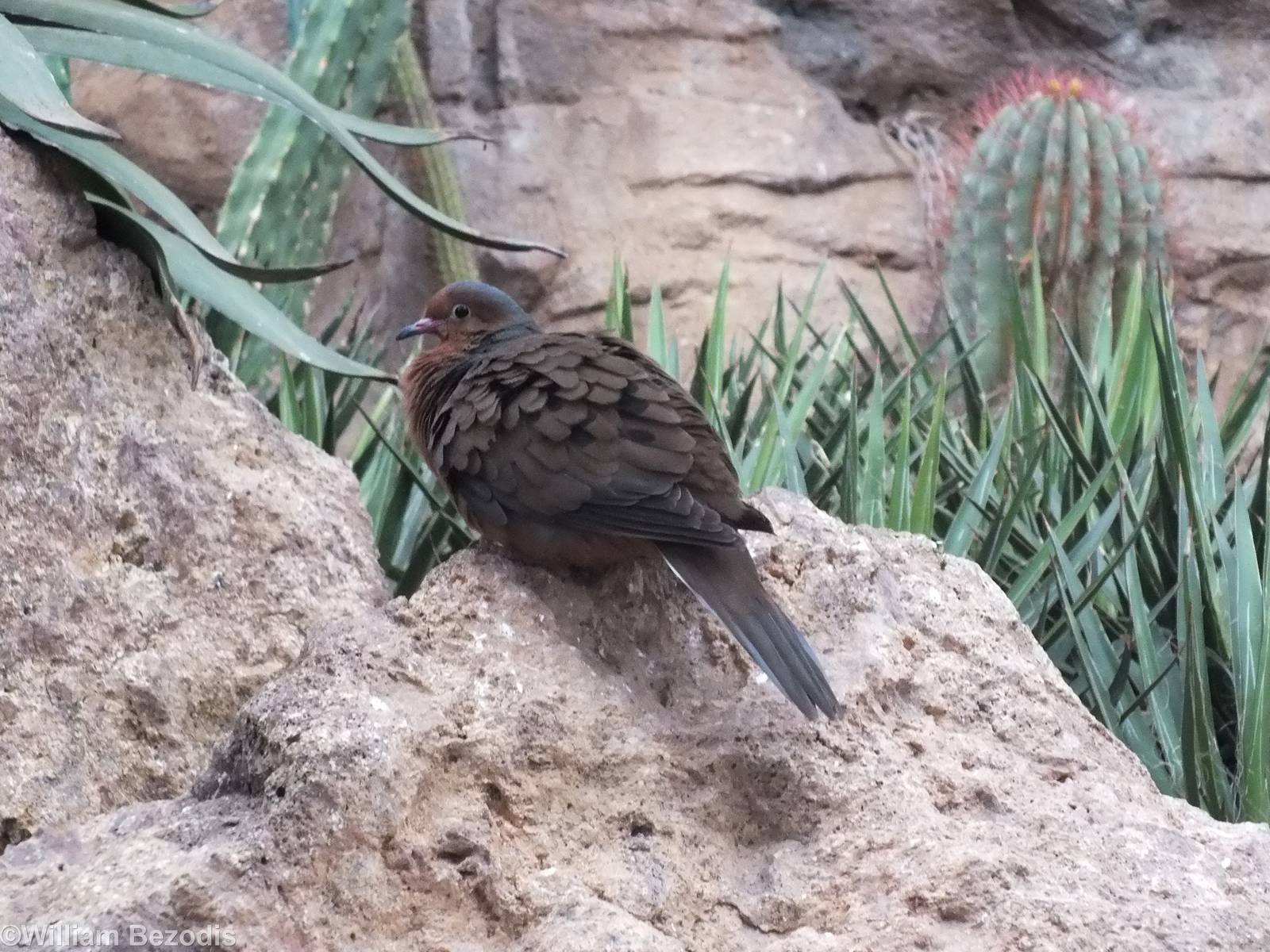 Socorro Dove - Desert House