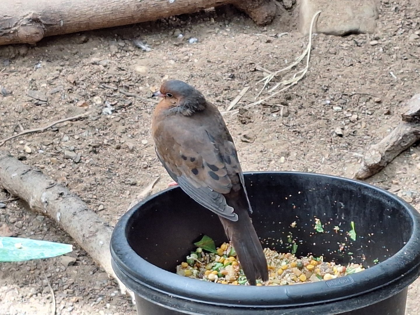 Socorro Dove (I think)
