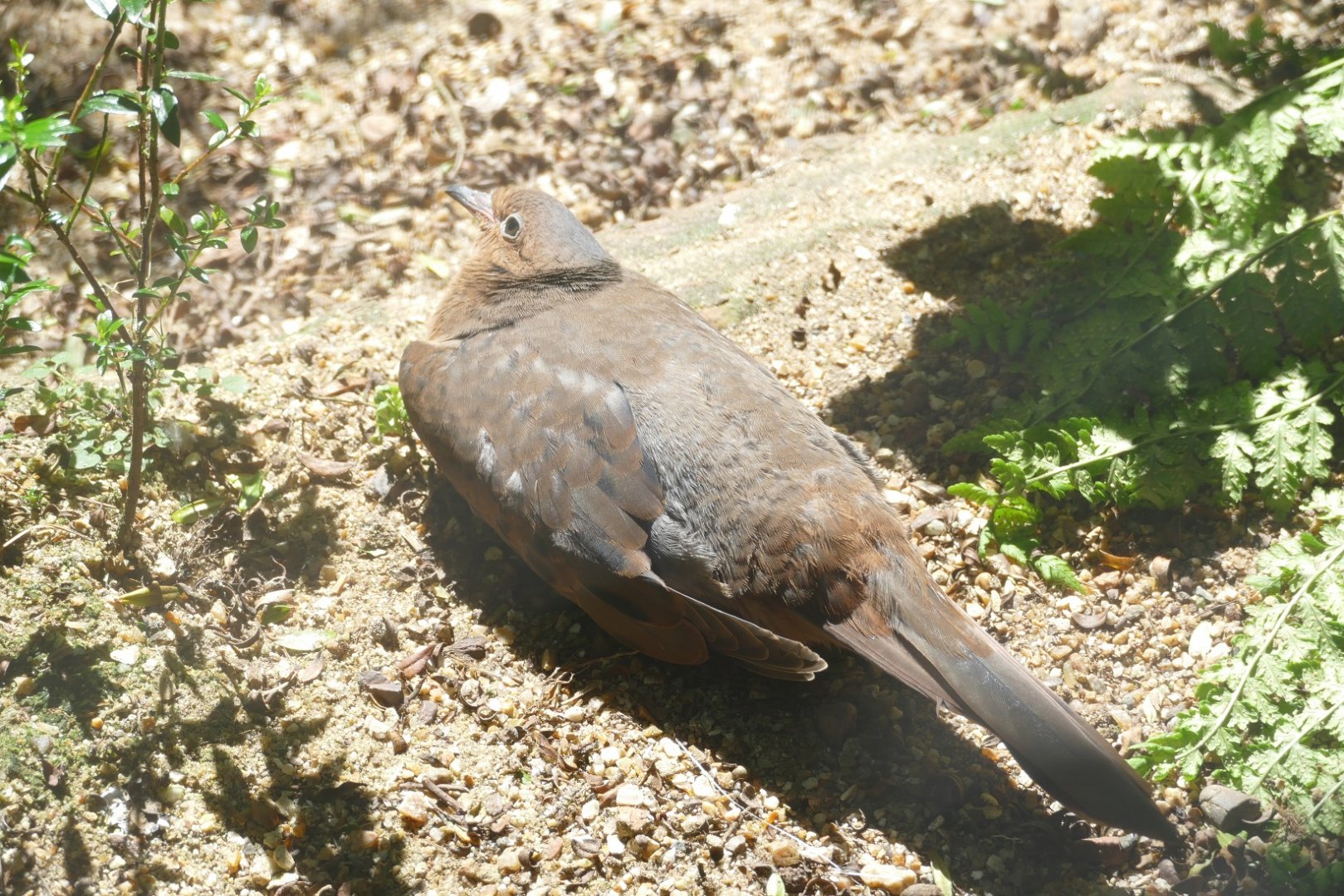 Socorro dove, July 2020