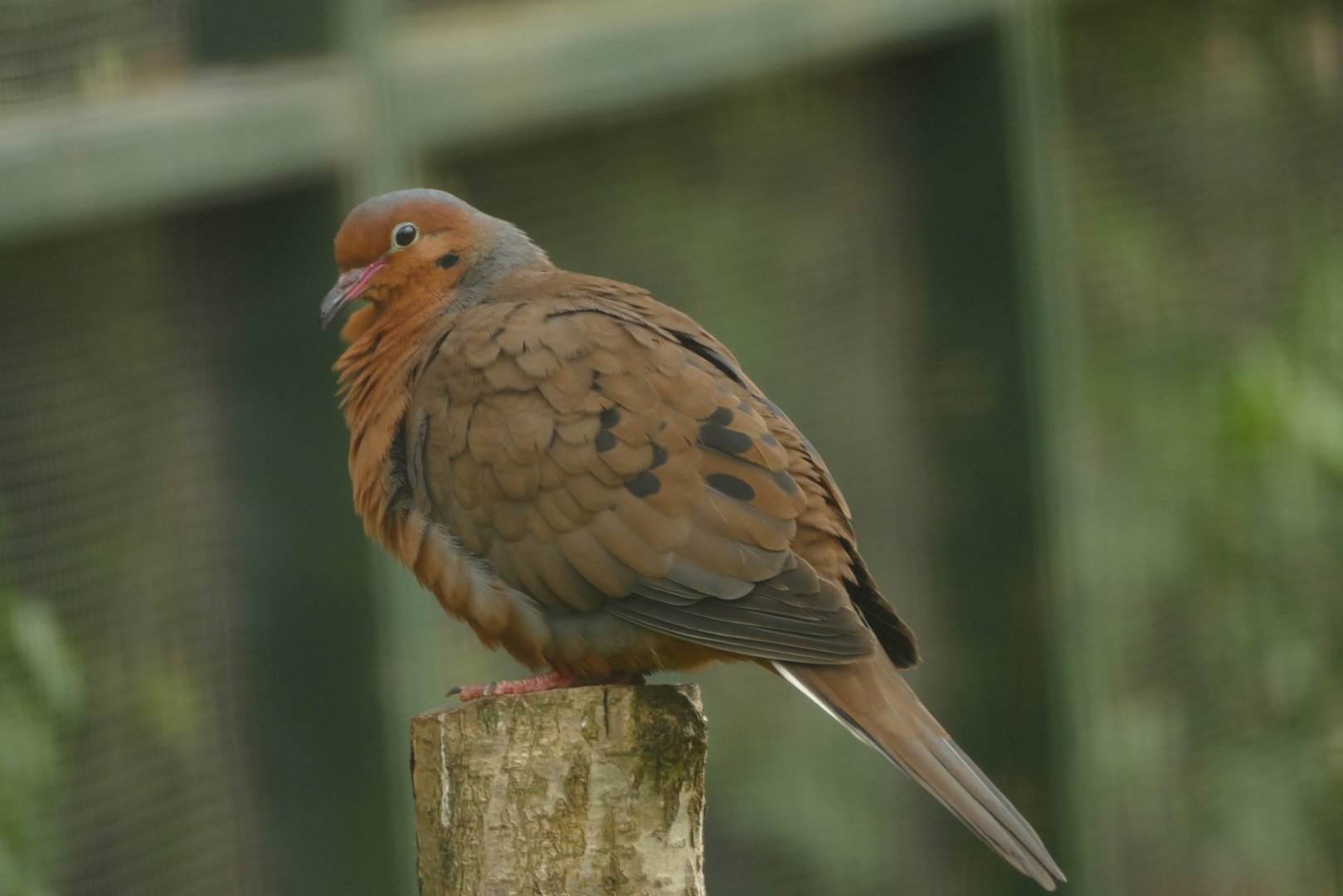 Socorro Dove, May 2021
