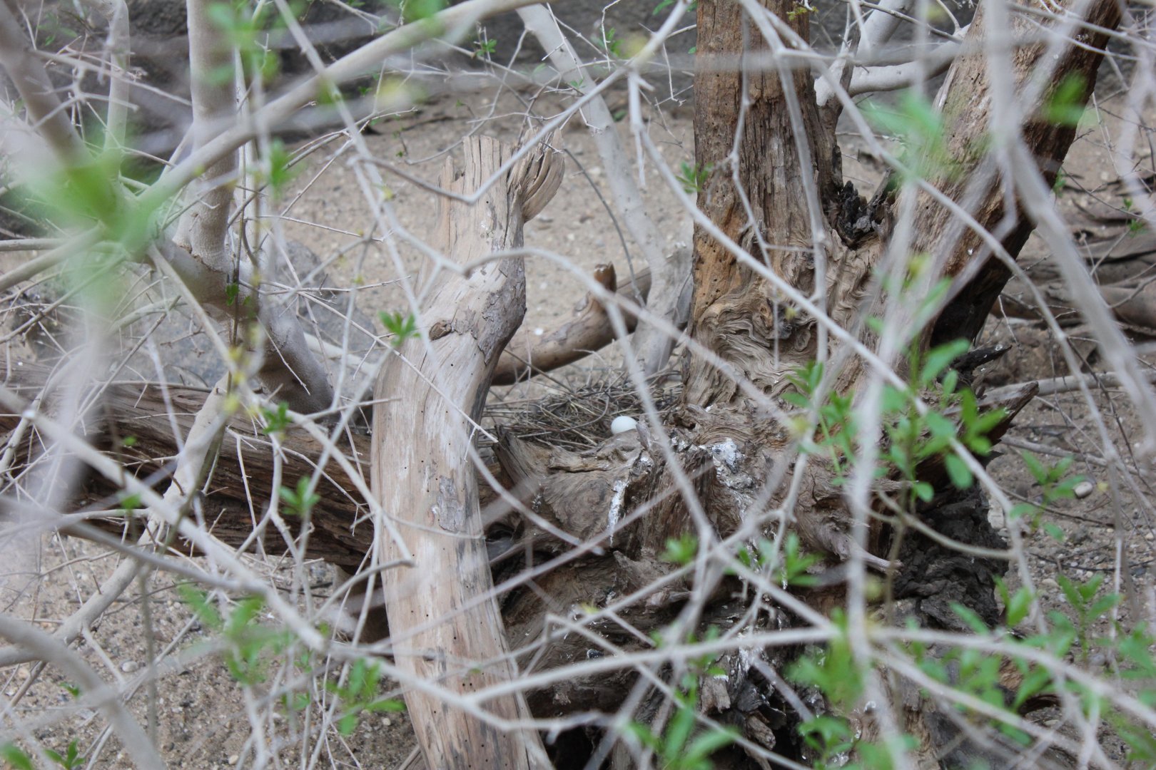 Socorro Dove nest + egg