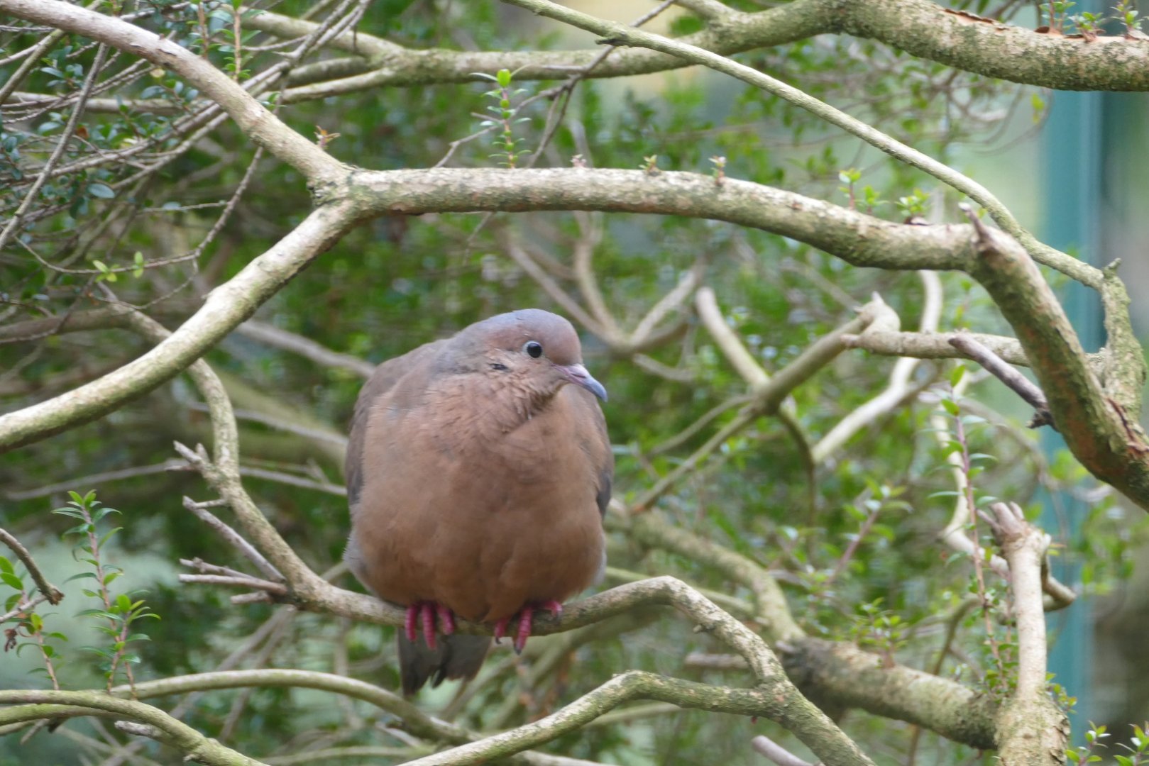 Socorro Dove, November 2018