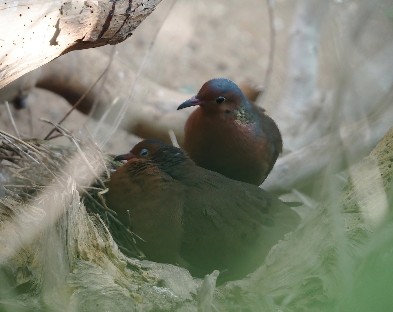 Socorro dove on nest (Zenaida graysoni), 2025-05-17