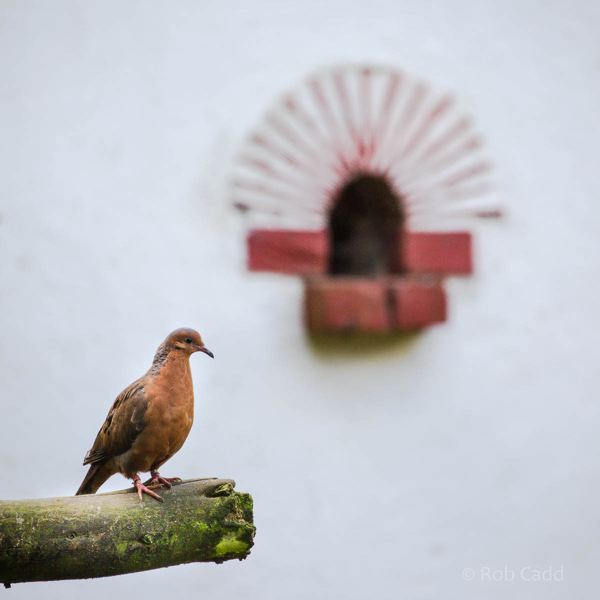 Socorro dove : Paignton : 23 Sep 2015