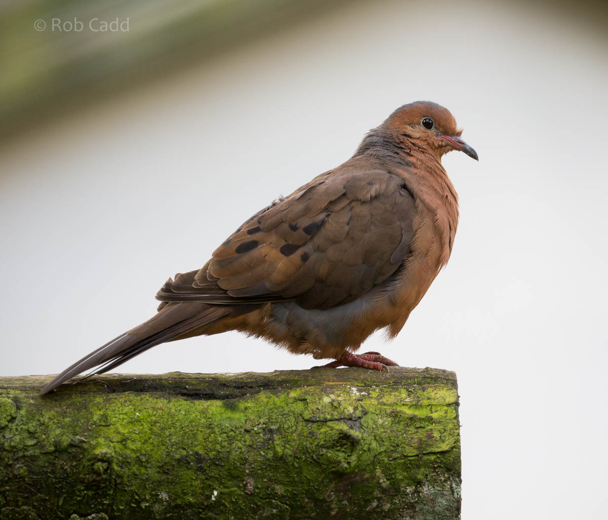 Socorro dove : Paignton : 23 Sep 2015