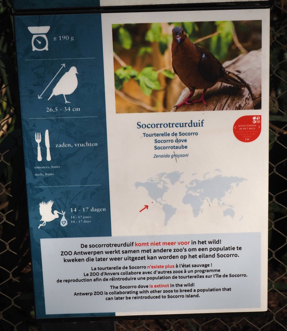 Socorro dove signage, 2025-03-16