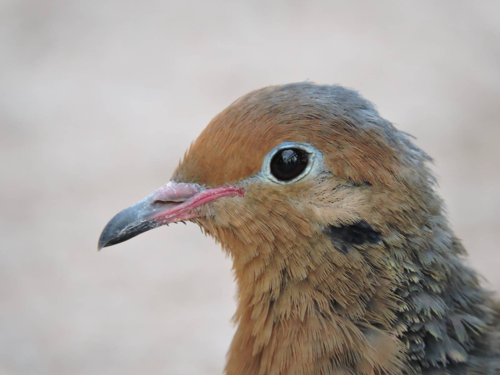 Socorro Dove - W?stenhaus