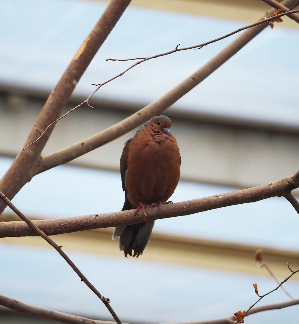 Socorro dove (Zenaida graysoni), 2023-10-07
