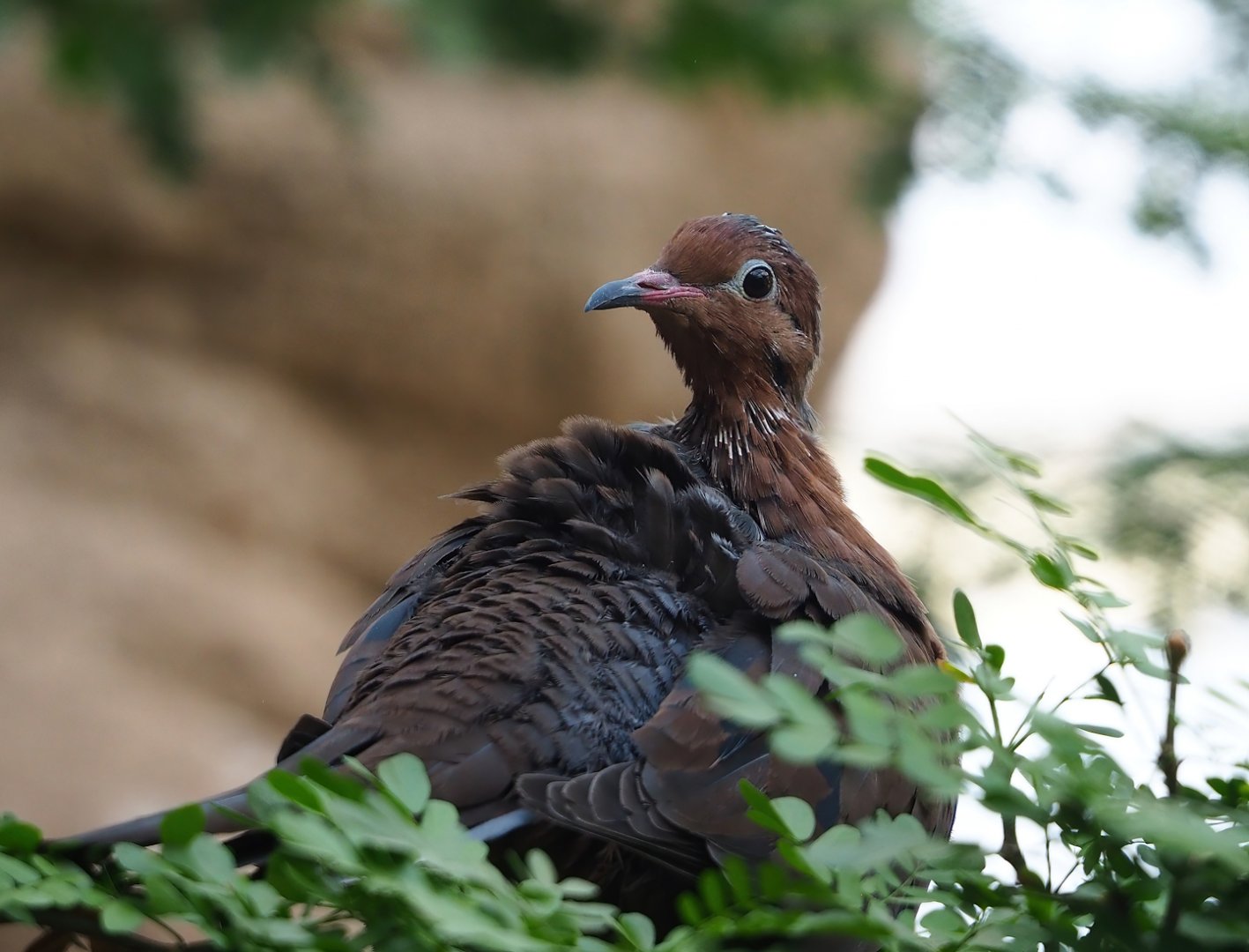 Socorro dove (Zenaida graysoni), 2023-10-07