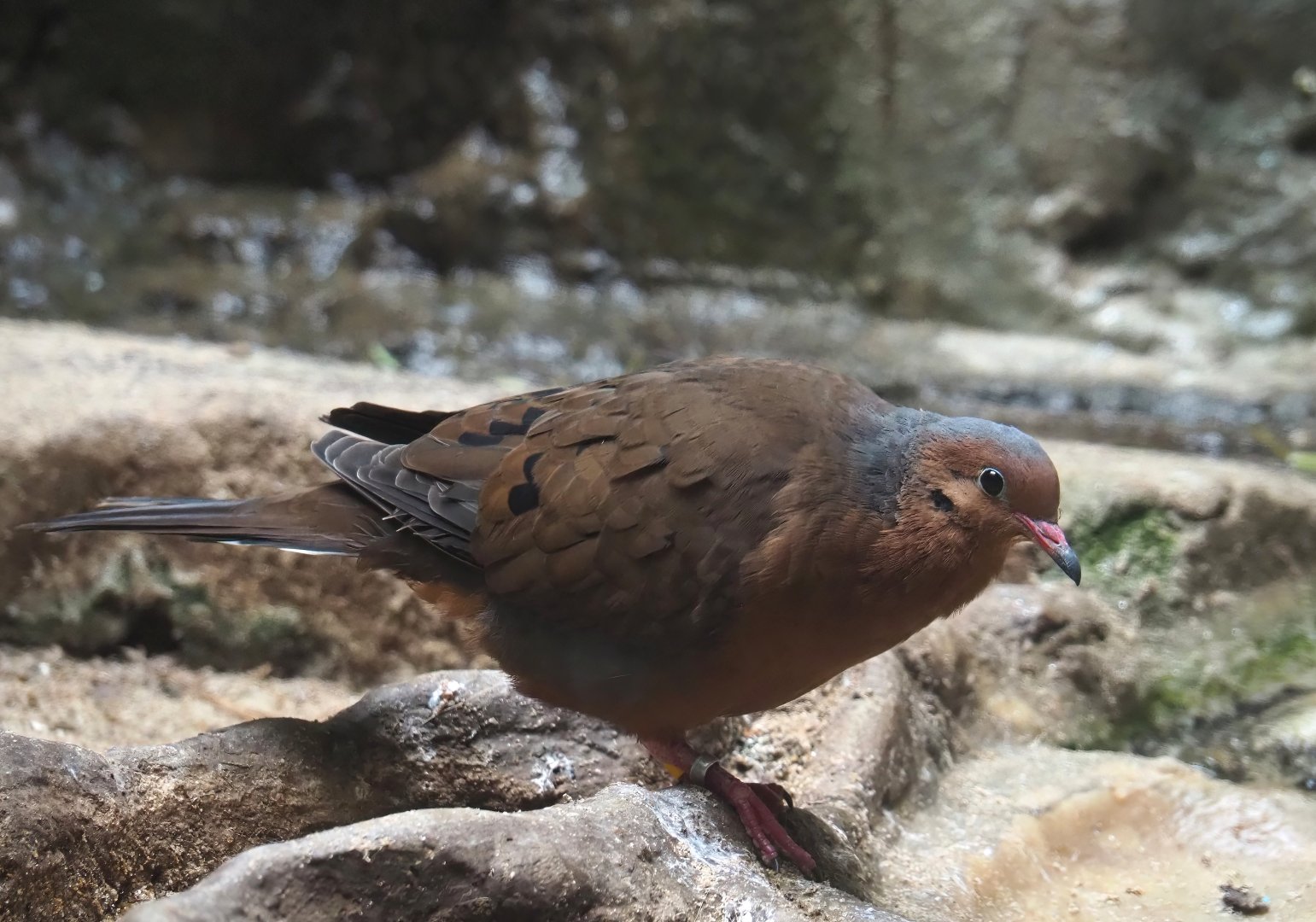Socorro dove (Zenaida graysoni), 2024-02-17