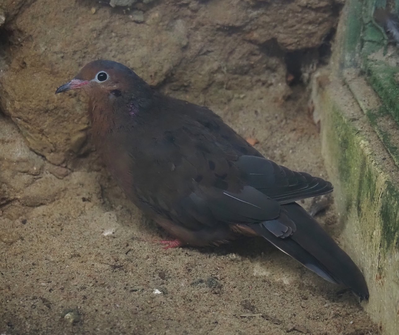 Socorro dove (Zenaida graysoni), 2024-05-22