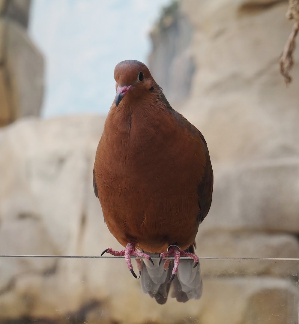 Socorro dove (Zenaida graysoni), 2024-06-08
