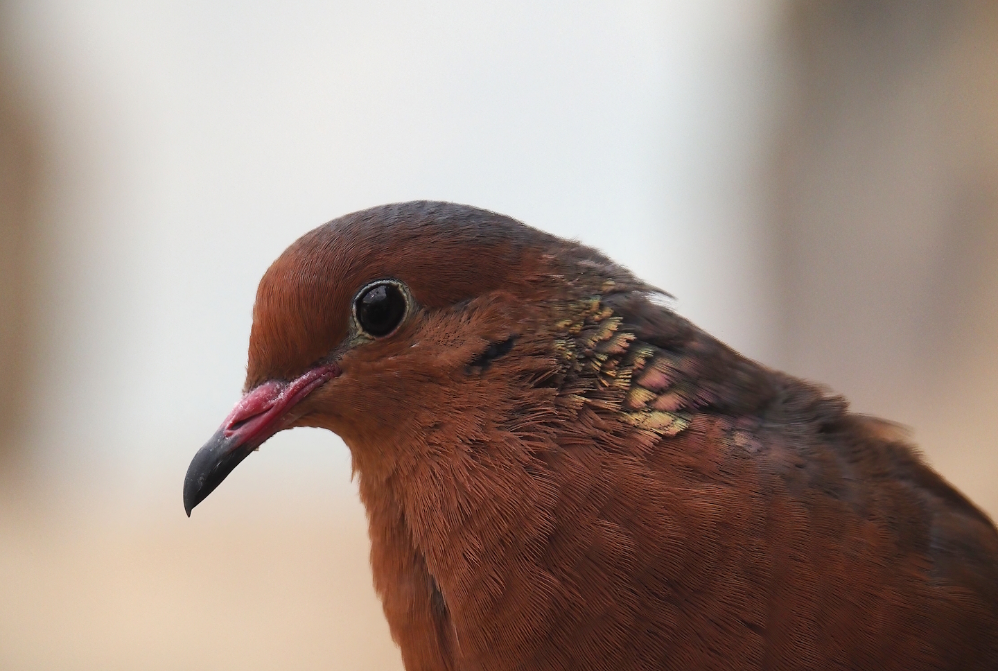 Socorro dove (Zenaida graysoni), 2024-06-08