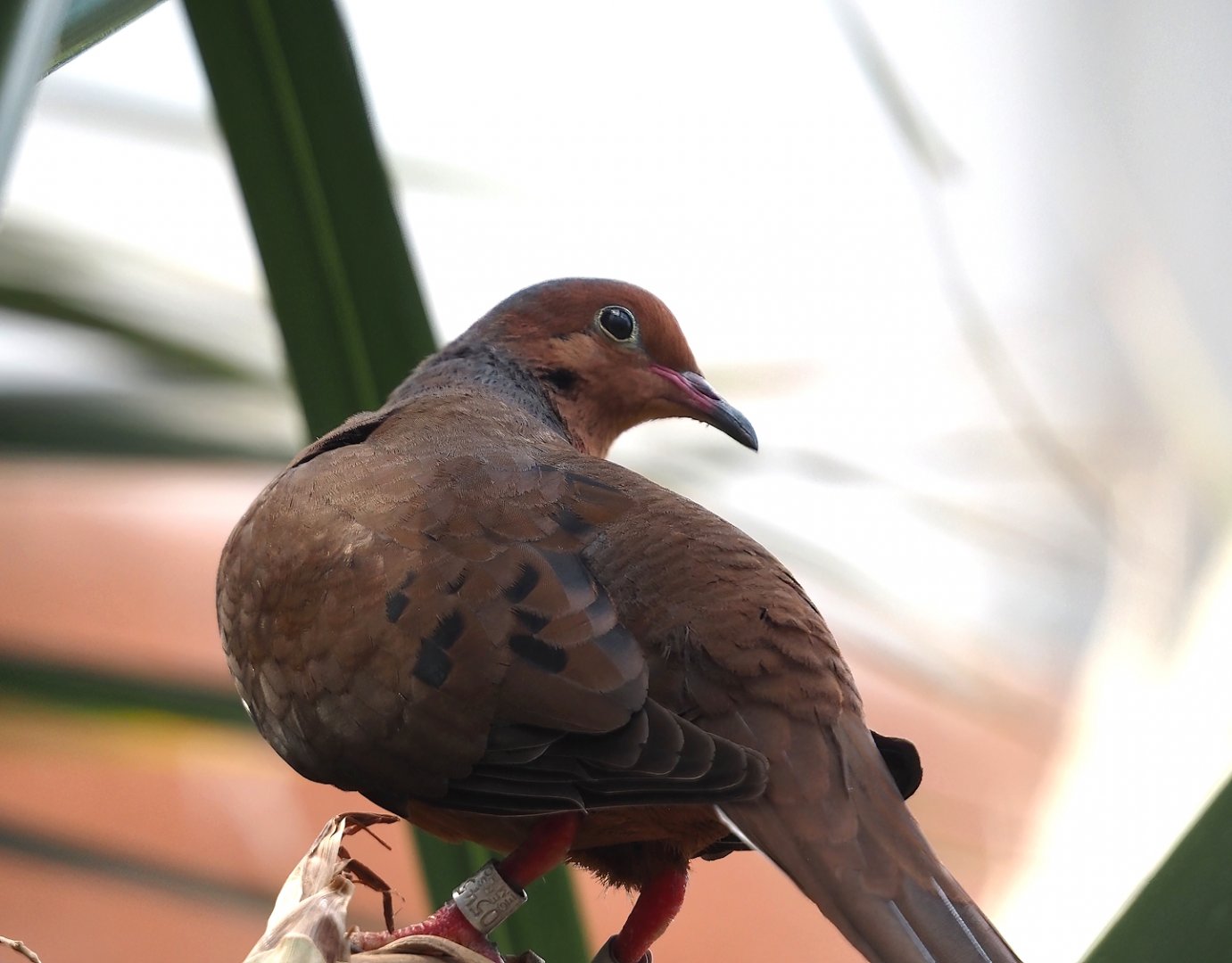 Socorro dove (Zenaida graysoni), 2025-05-17