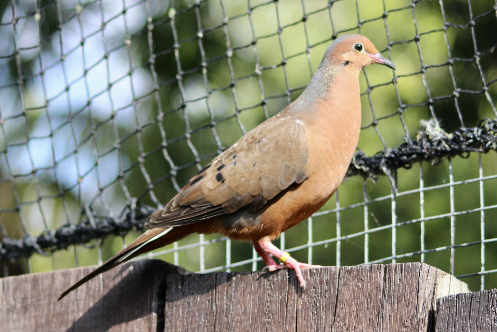Socorro dove (Zenaida graysoni) at London Zoo, April 2024