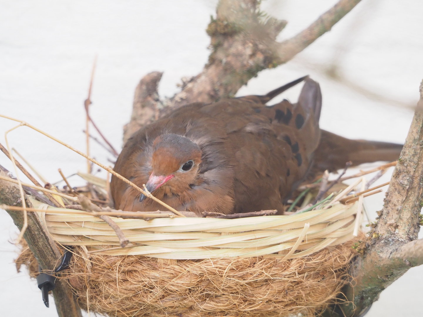 Socorro dove (Zenaida graysoni) on nest in parrot aviary, 2023-07-22