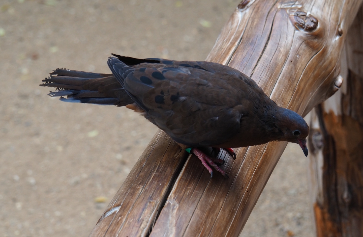 Socorro dove (Zenaida graysoni), Sep 16th, 2018
