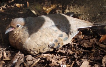 Socorro Dove (Zenaida graysoni)