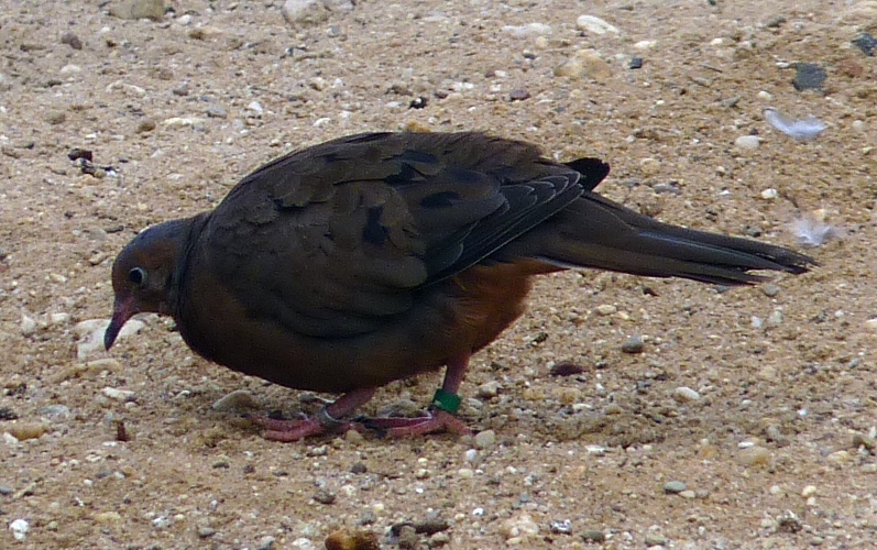 Socorro dove (Zenaida graysoni)