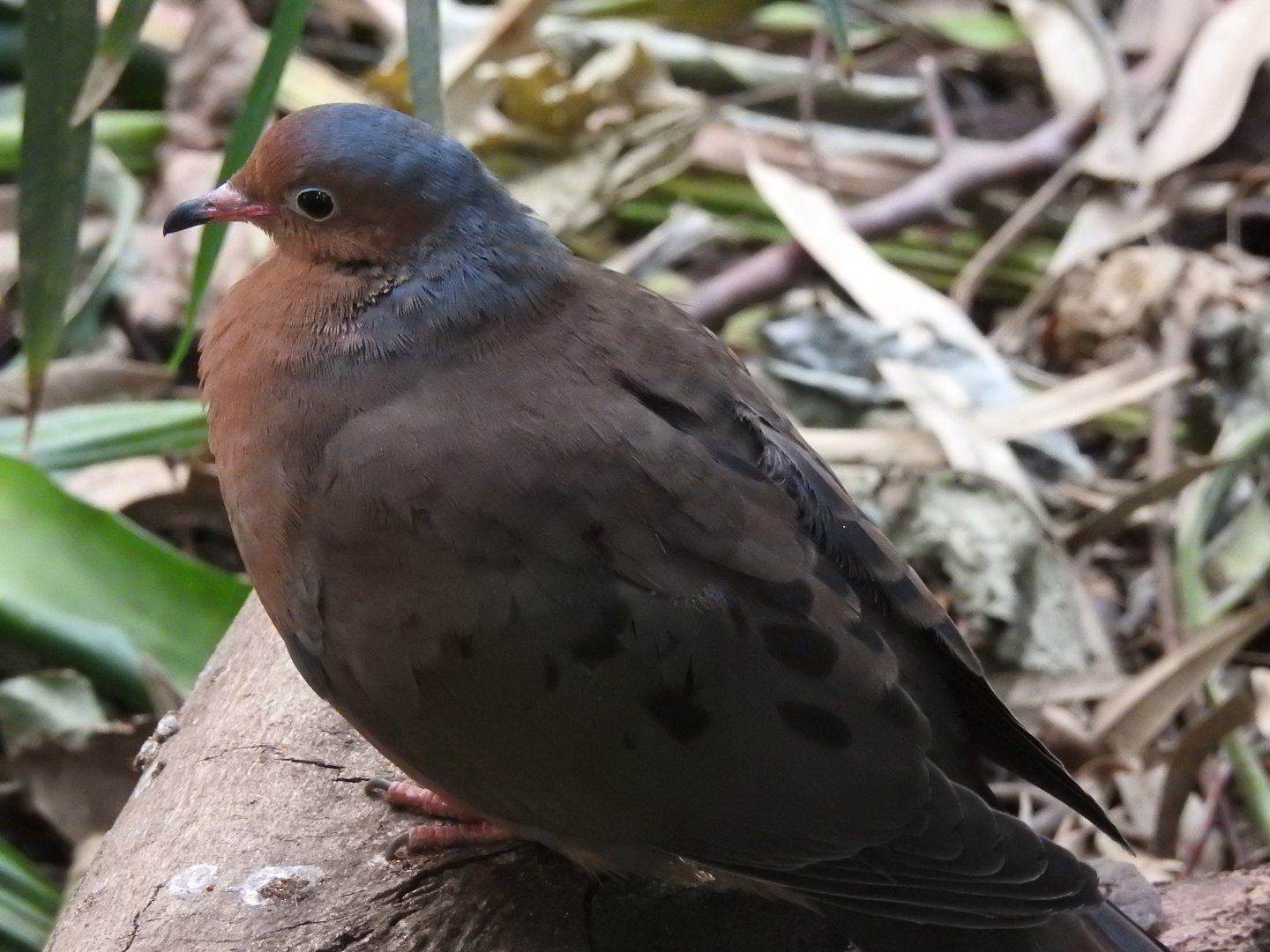Socorro Dove (Zenaida graysoni)