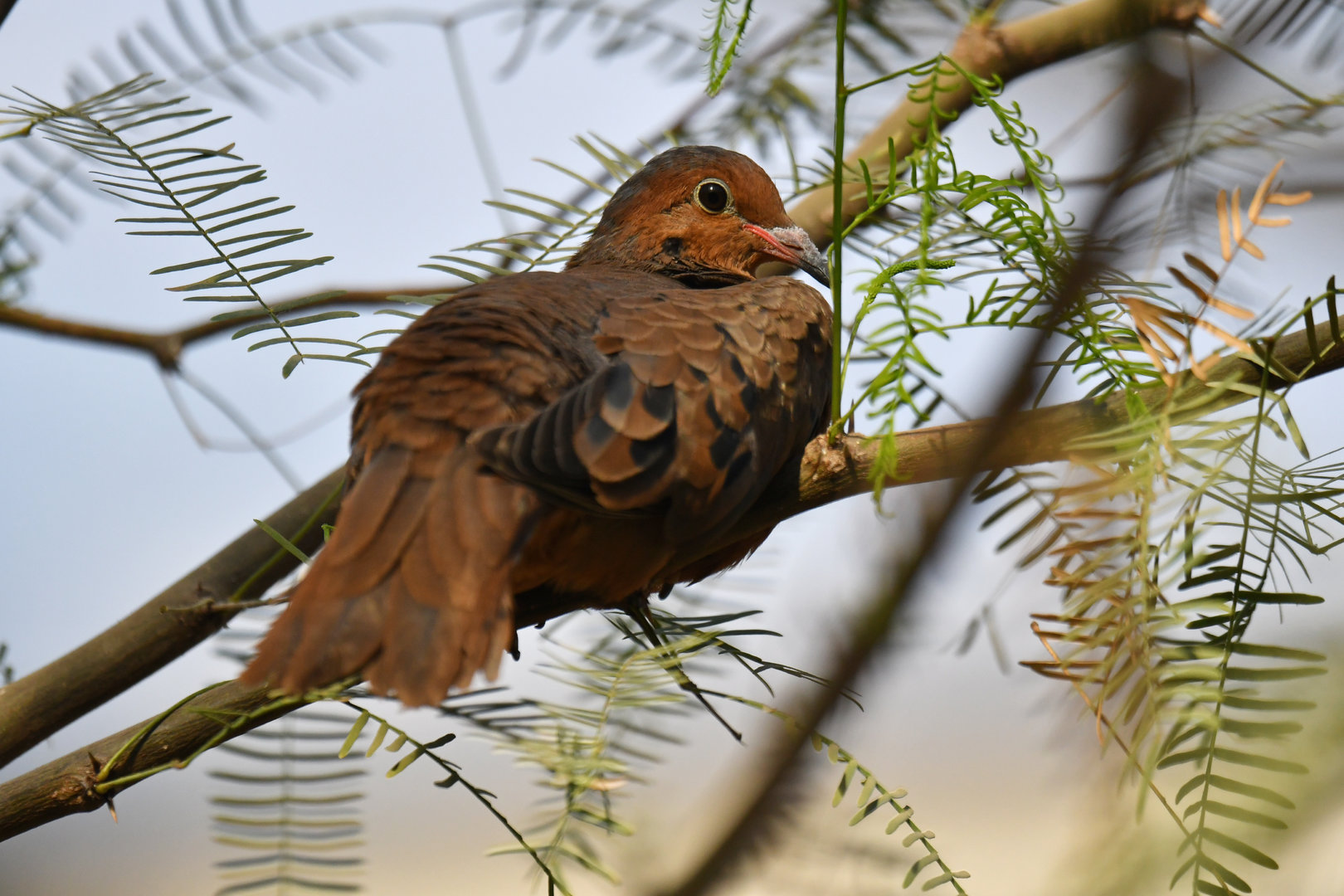 Socorro Dove Zenaida graysoni