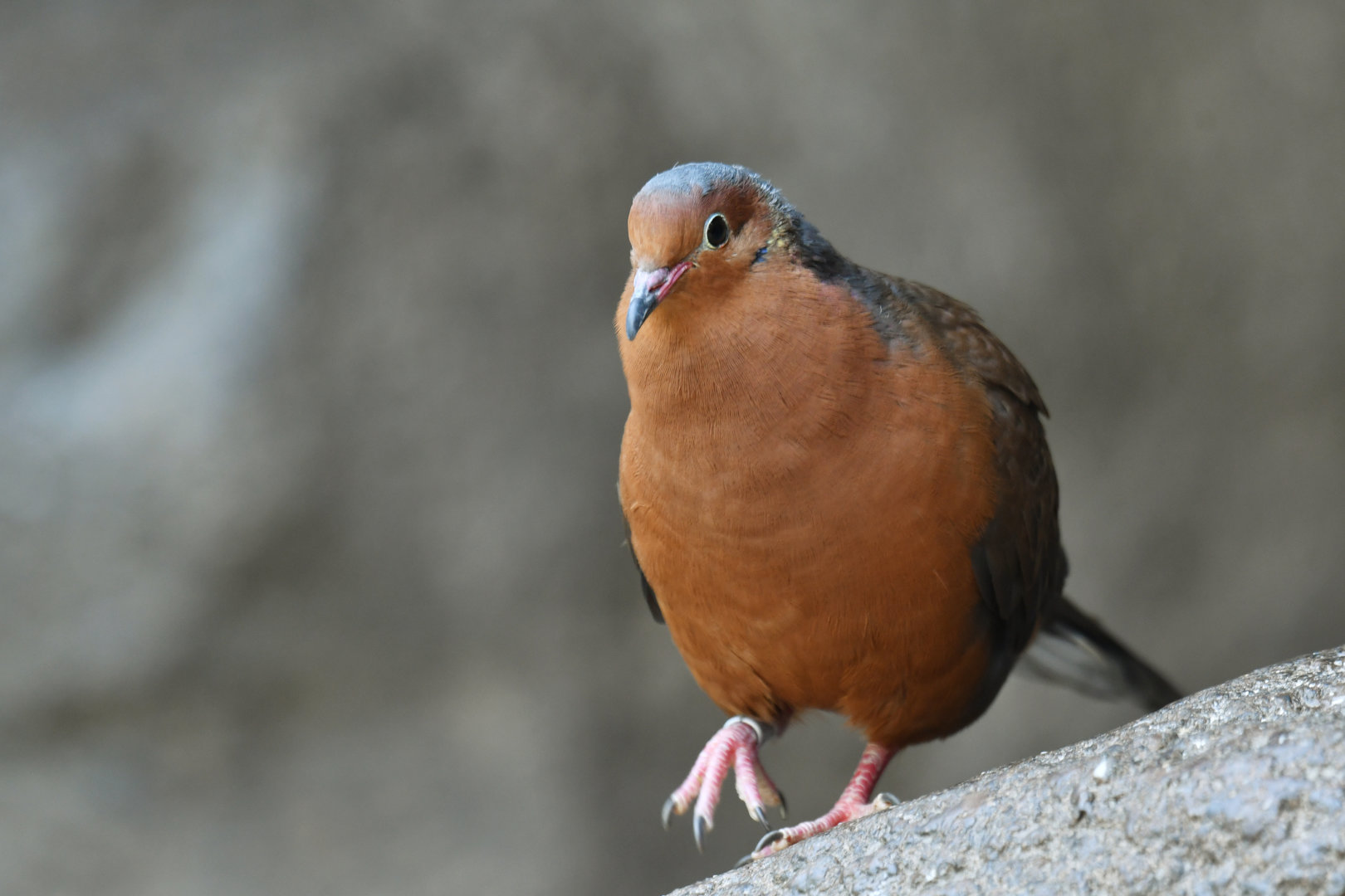 Socorro Dove Zenaida graysoni