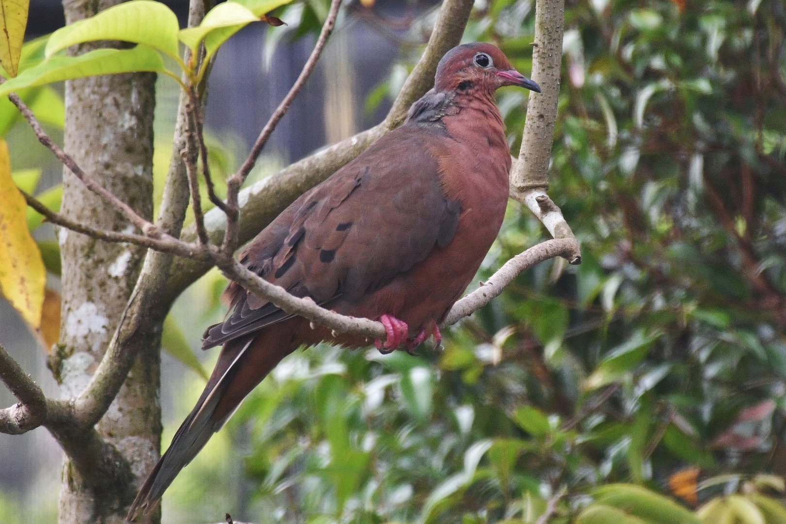 Socorro Dove (Zenaida graysoni)