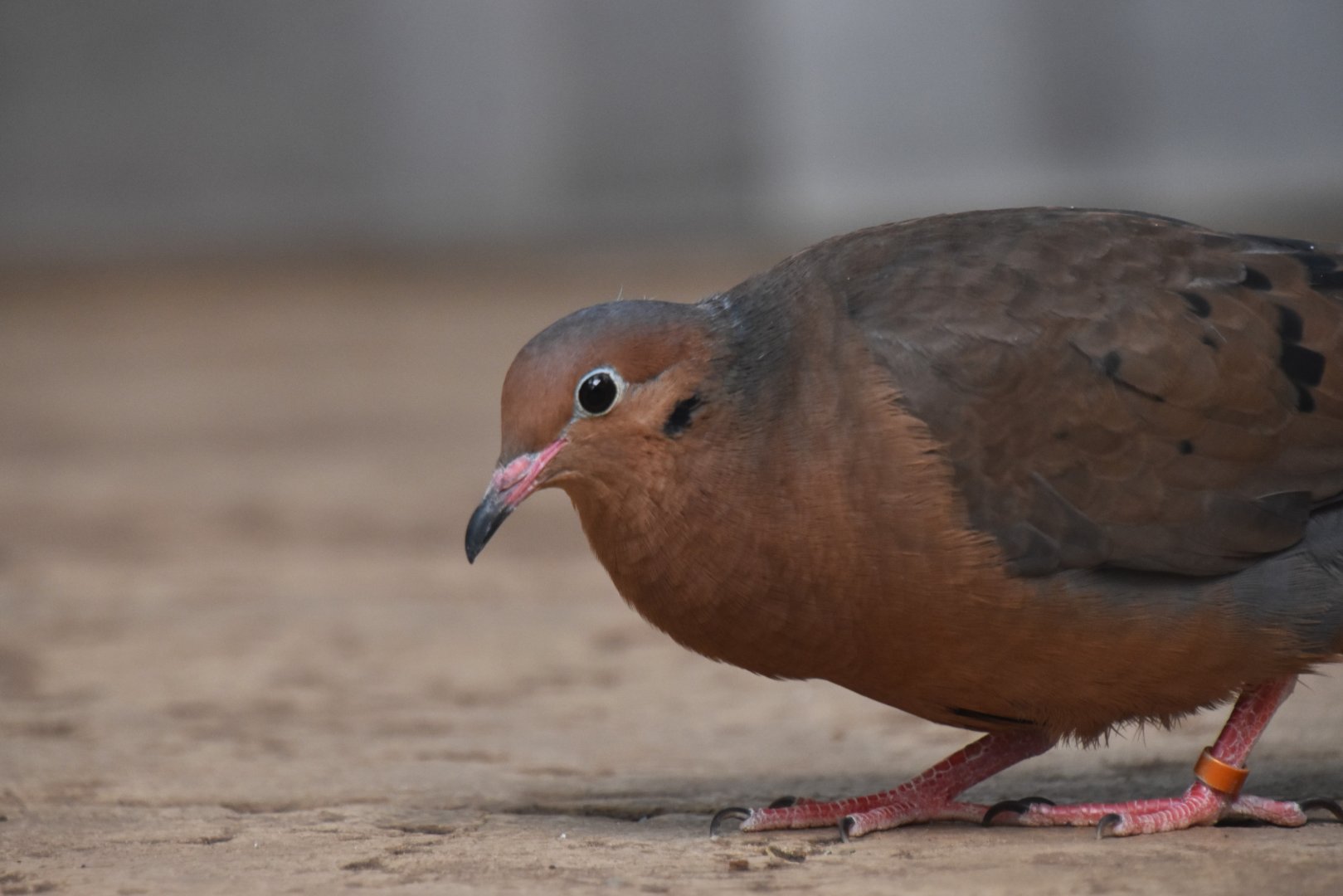 Socorro dove, Zenaida graysoni