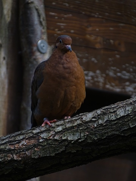 Socorro dove (Zenaida graysoni)