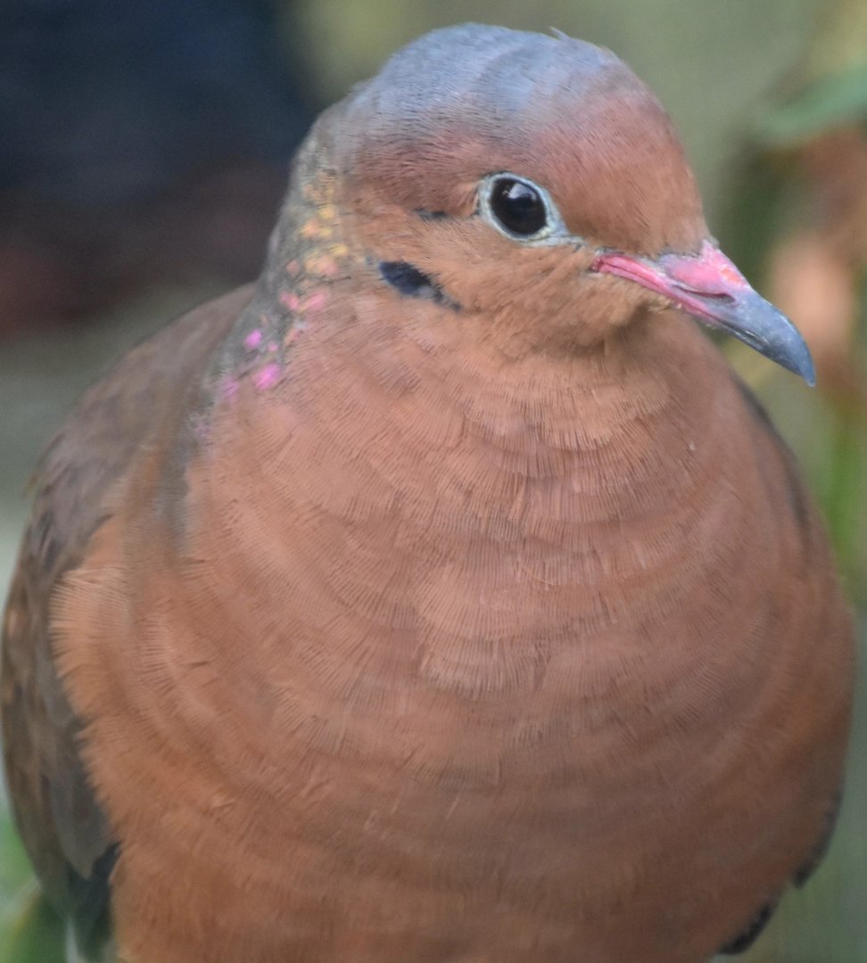 Socorro Dove (Zenaida graysoni)