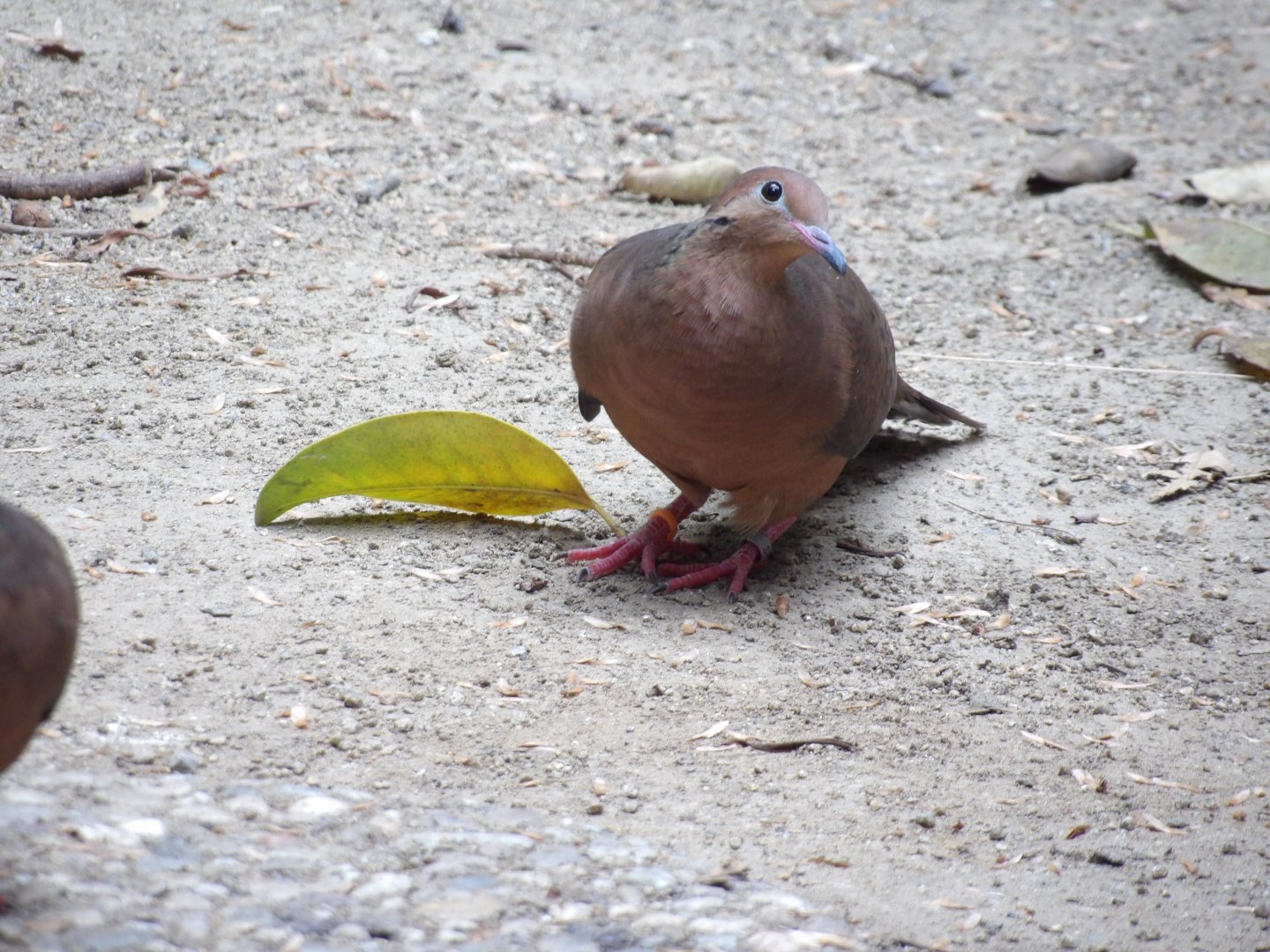 Socorro Dove(Zenaida graysoni)